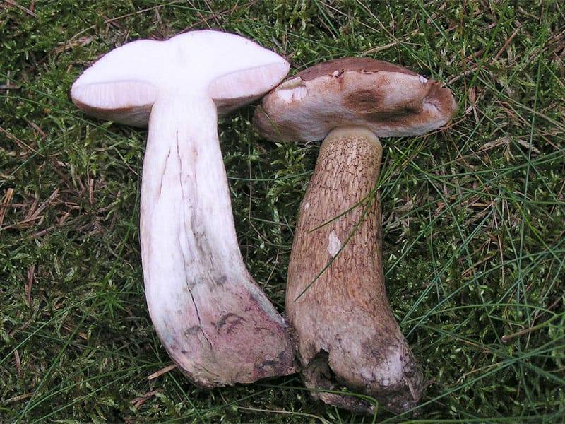 До уваги прикарпатців: Як відрізнити білий гриб від жовчного