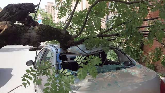 У Калуші дерево впало на автомобіль - знадобилась допомога рятувальників