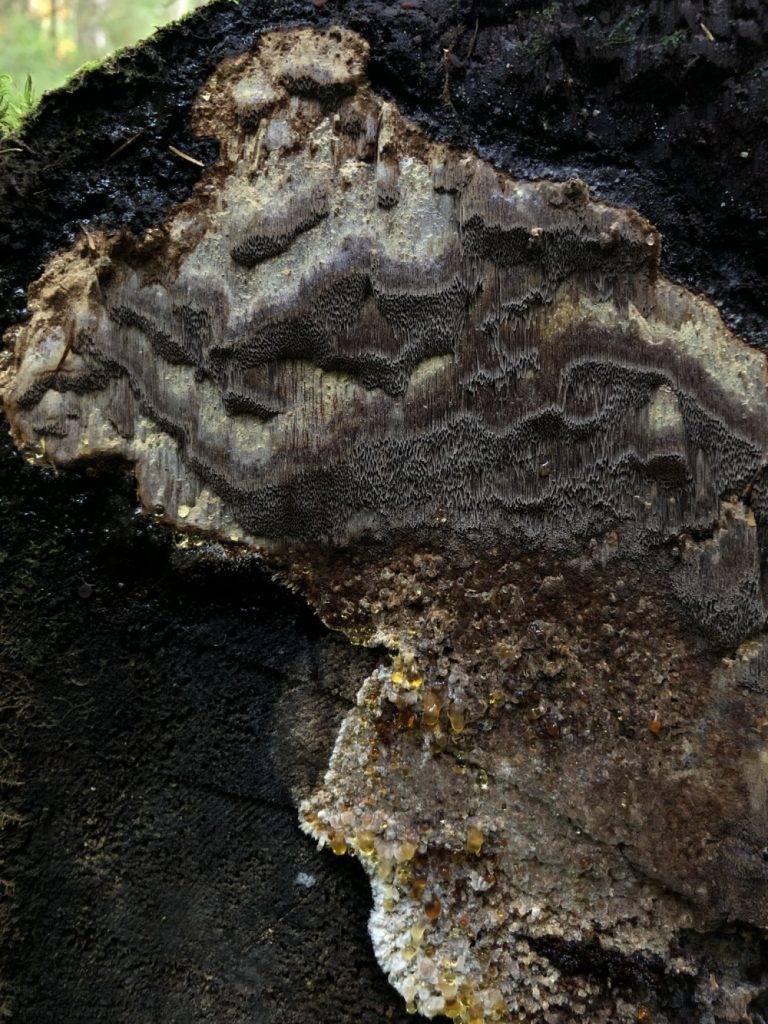 На Франківщині у заповіднику росте один з найрідкісніших грибів Європи