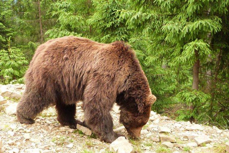 Інспектор нацпарку "Верховинський" розповів про небезпечну зустріч з ведмедем