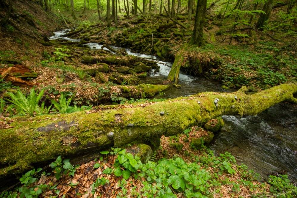 Піші туристичні маршрути у Карпатах, які можна пройти за день