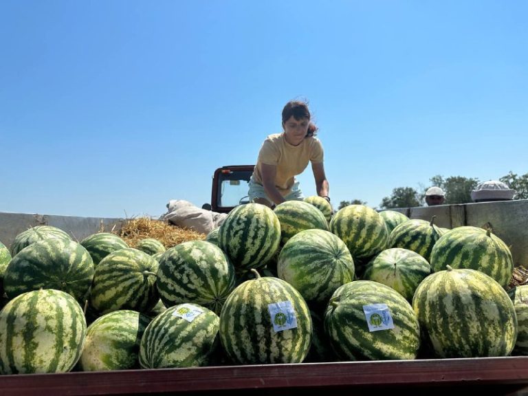 В розпал сезону кавунів на прилавках франківського ринку з’явились баштанні. ВІДЕО