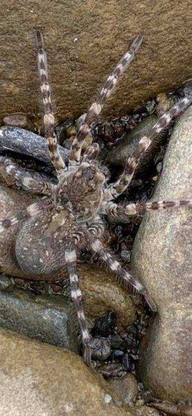 На березі прикарпатської річки люди помітили небезпечних тарантулів ФОТО