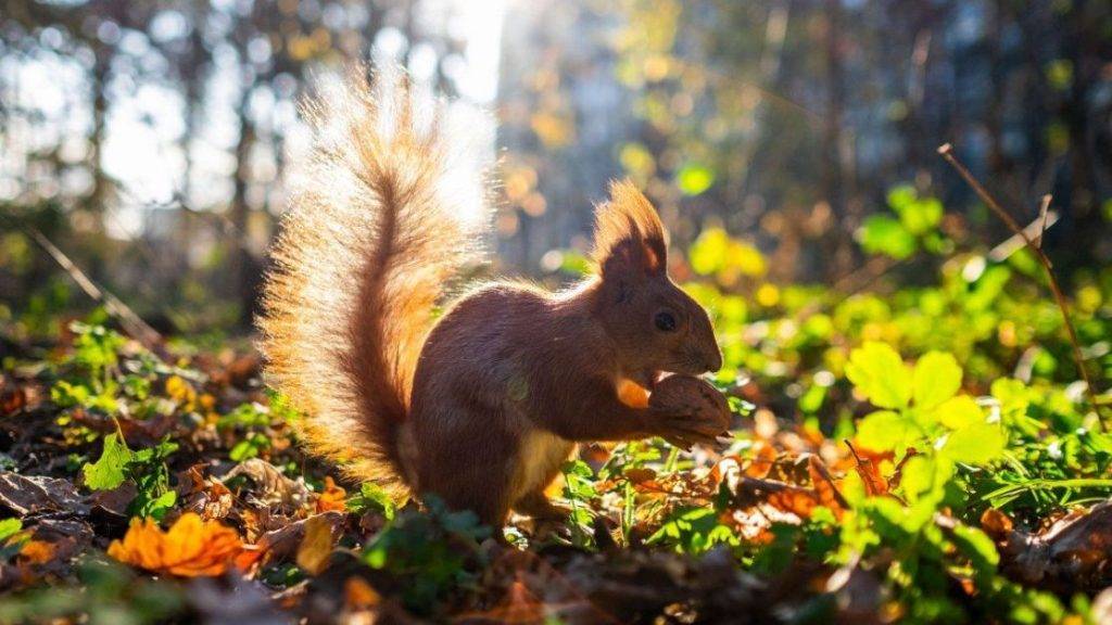 Якою буде погода у вересні: синоптики дали прогноз
