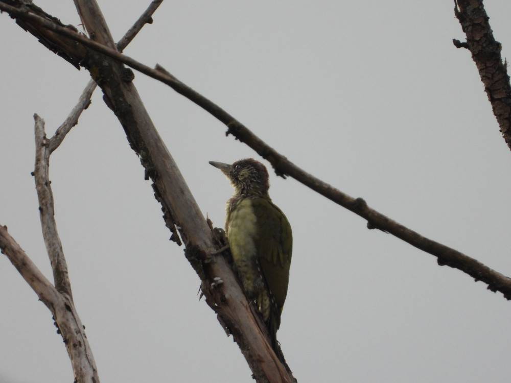 У Надвірній помітили рідкісну пташку - червонокнижного зеленого дятла