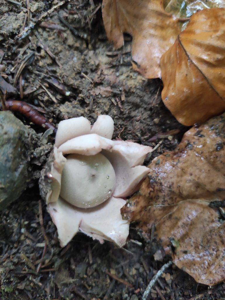 У Карпатах на території нацпарку знайшли чотири види гриба-зірковика 