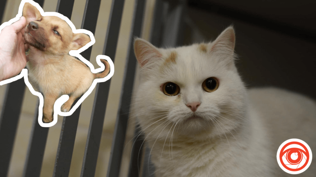 У Івано-Франківську тваринки шукають родину