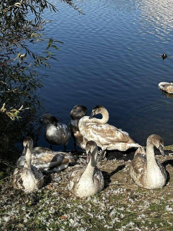 У Івано-Франківську пара лебедів вивела дев'ятеро пташенят