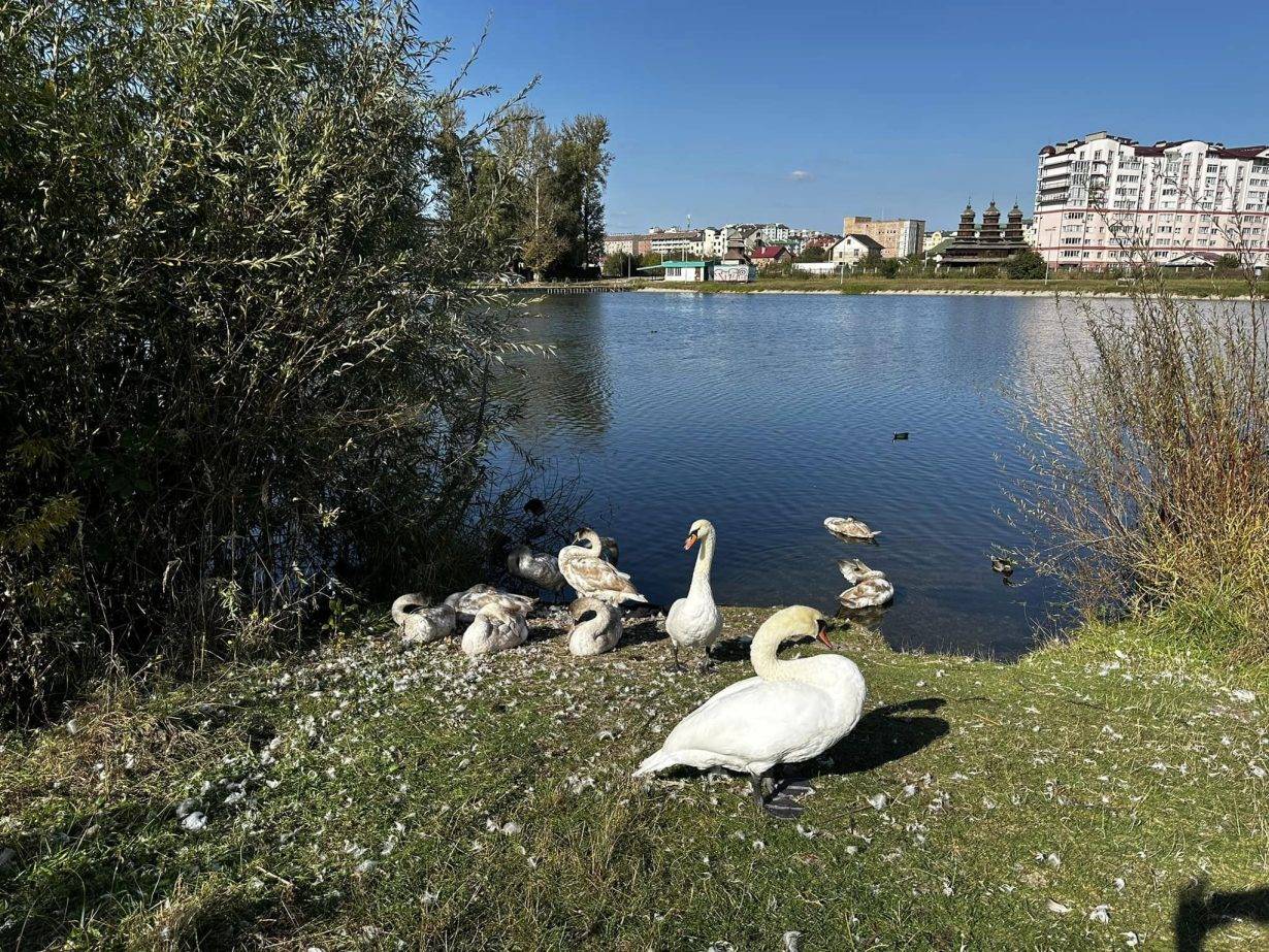 У Івано-Франківську пара лебедів вивела дев'ятеро пташенят