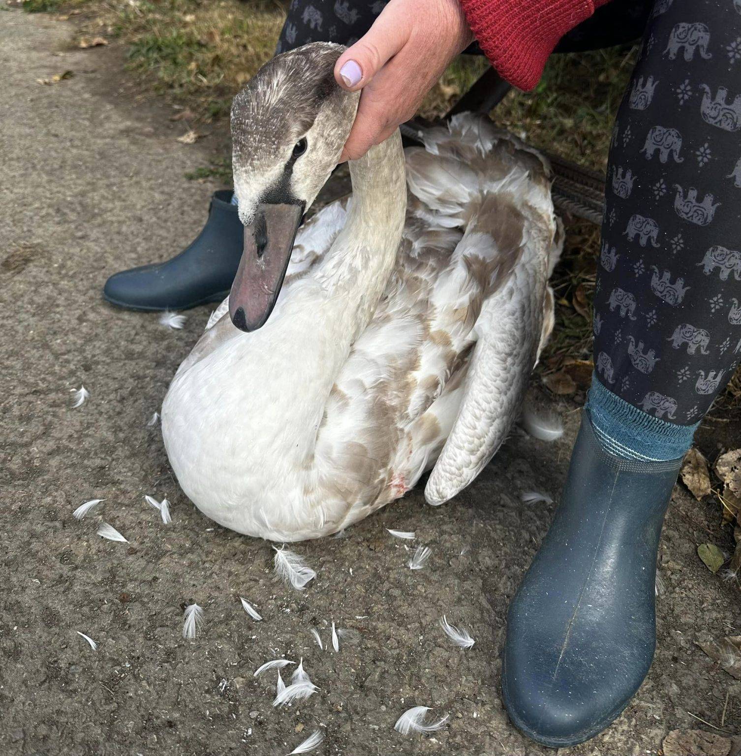 У Франківську вбило струмом лебедя, ще один - вдарився об сітку спортмайданчика