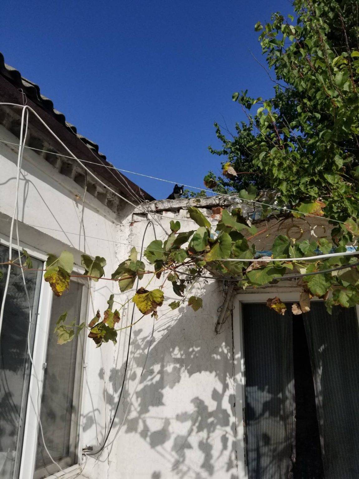 Прикарпатські бійці розповіли про порятунок кошеняти на фронті