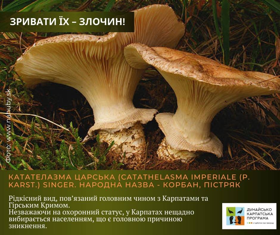 Які рідкісні гриби в Україні найбільше потерпають від несвідомих грибників: перелік