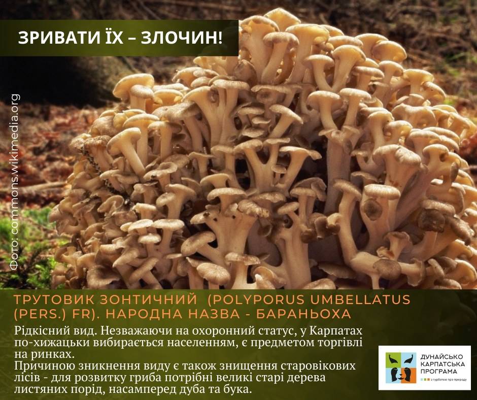 Які рідкісні гриби в Україні найбільше потерпають від несвідомих грибників: перелік