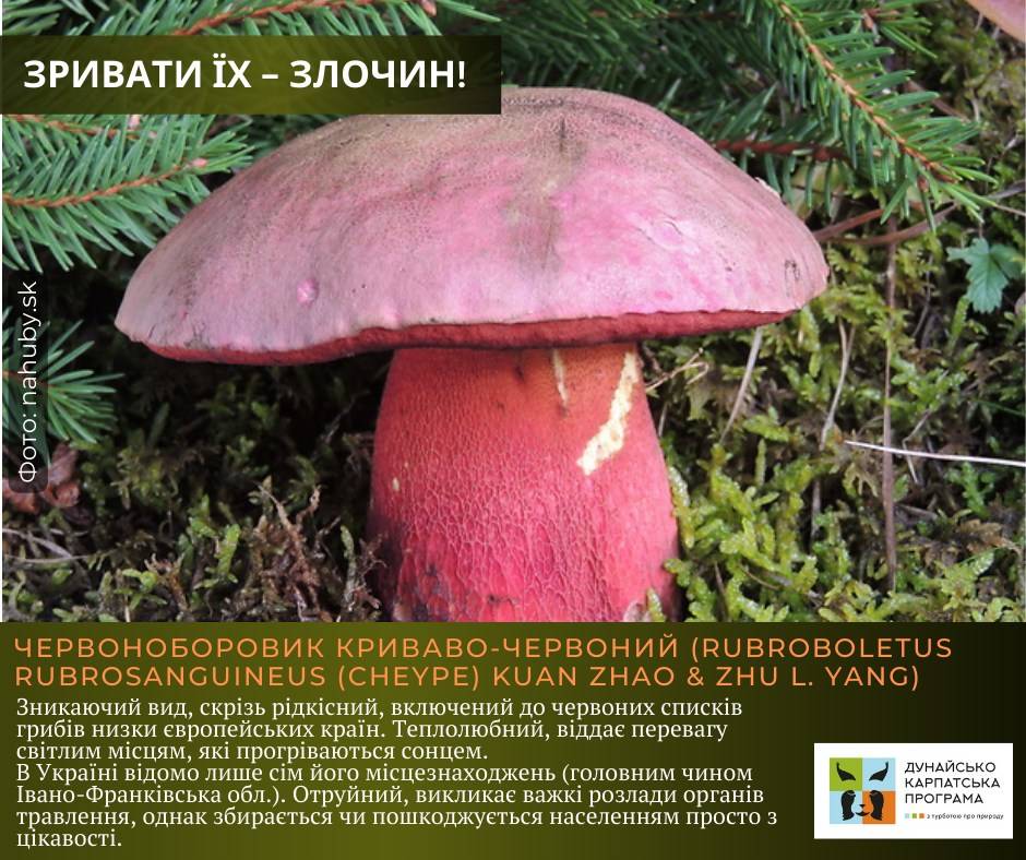 Які рідкісні гриби в Україні найбільше потерпають від несвідомих грибників: перелік