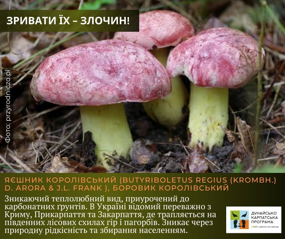 Які рідкісні гриби в Україні найбільше потерпають від несвідомих грибників: перелік