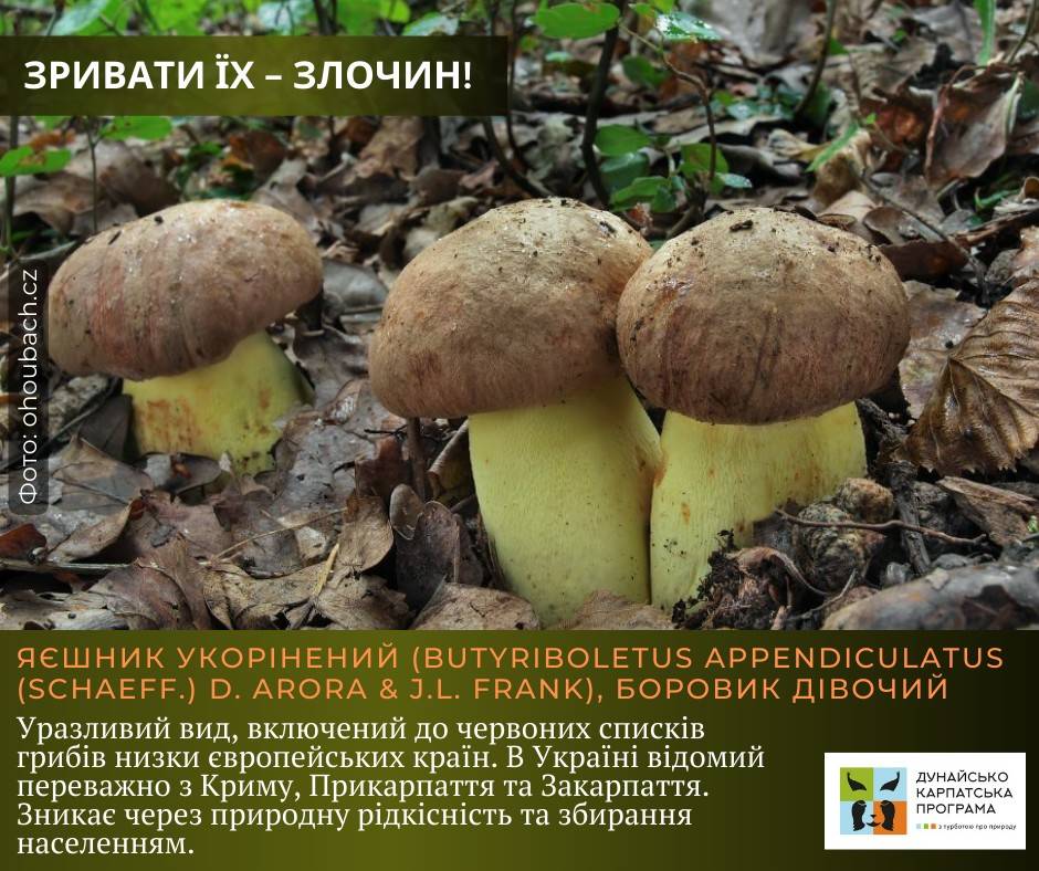 Які рідкісні гриби в Україні найбільше потерпають від несвідомих грибників: перелік