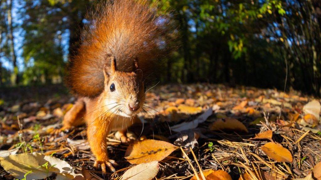 Якою буде погода на Івано-Франківщині у четвер, 5 жовтня