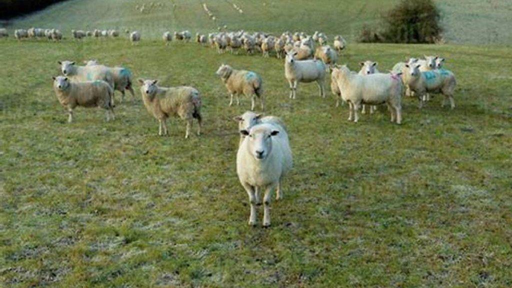 На Прикарпатті фермери можуть отримати відшкодування вартості придбаних ними тварин