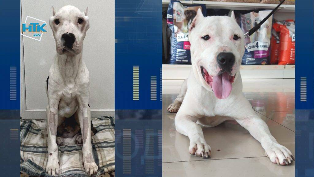 Місяць без їжі: у Коломиї в квартирі ледь не загинула собака