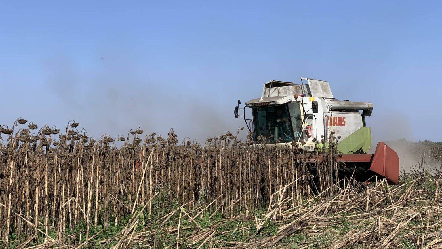 У Франківській громаді зібрали урожай соняшнику