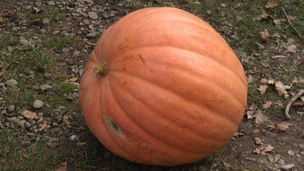 У селі на Франківщині місцеві жителі виготовляють унікальні гарбузові цукати для військових. ФОТО