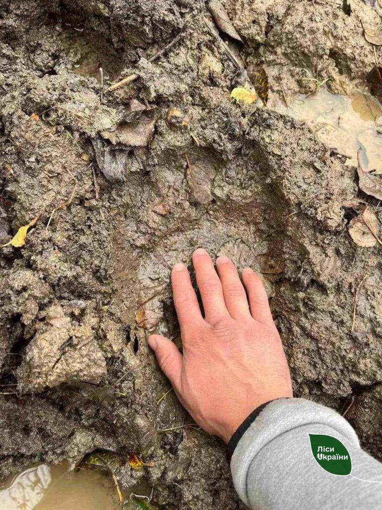 В Карпатах ведмеді розгромили високогірну пасіку ФОТО