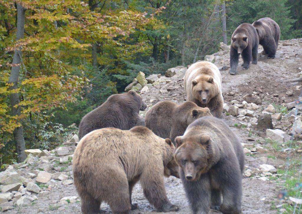 У парку "Синевир" на Закарпатті прихисток отримали 30 ведмедів