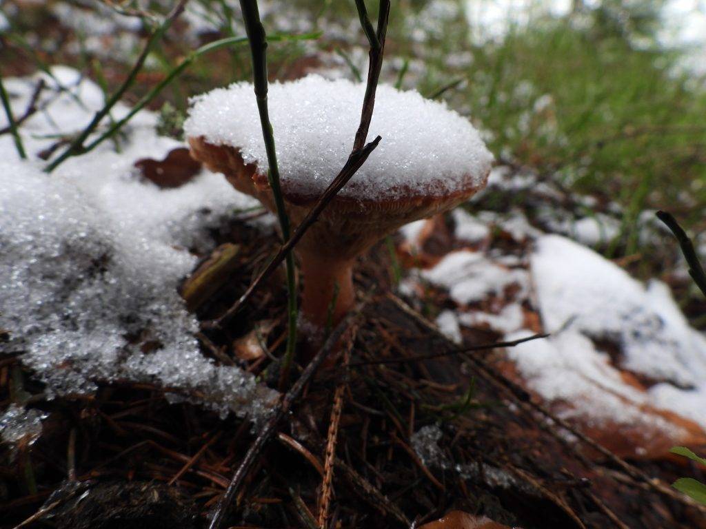 У Карпатах – туманно, тримається мороз, снігом вкрило нацпарк "Синевир"