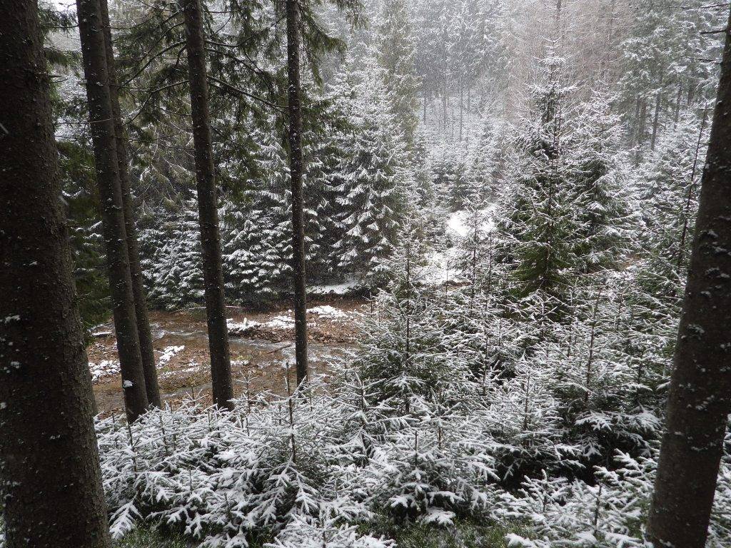 У Карпатах – туманно, тримається мороз, снігом вкрило нацпарк "Синевир"