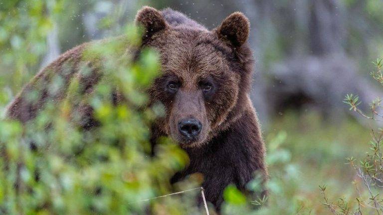 В Карпатах ведмеді розгромили високогірну пасіку