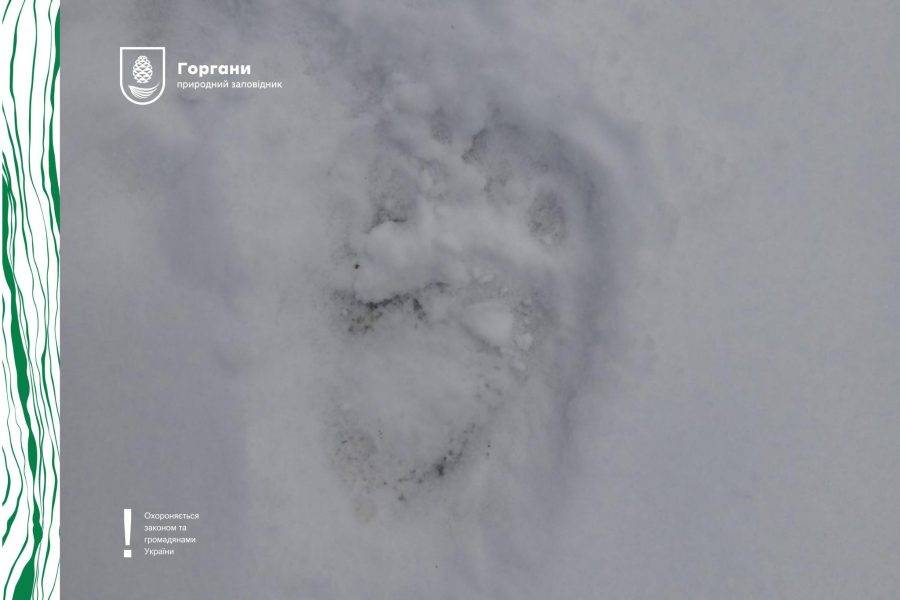 В Горганах на снігу помітили сліди ведмедя-шатуна