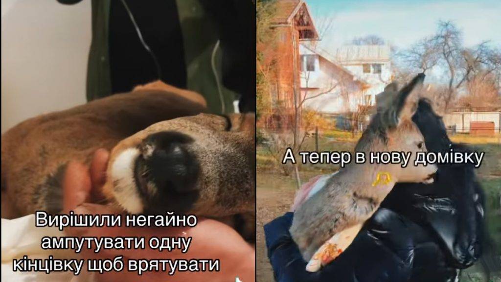 На Прикарпатті врятували від смерті покалічену козулю