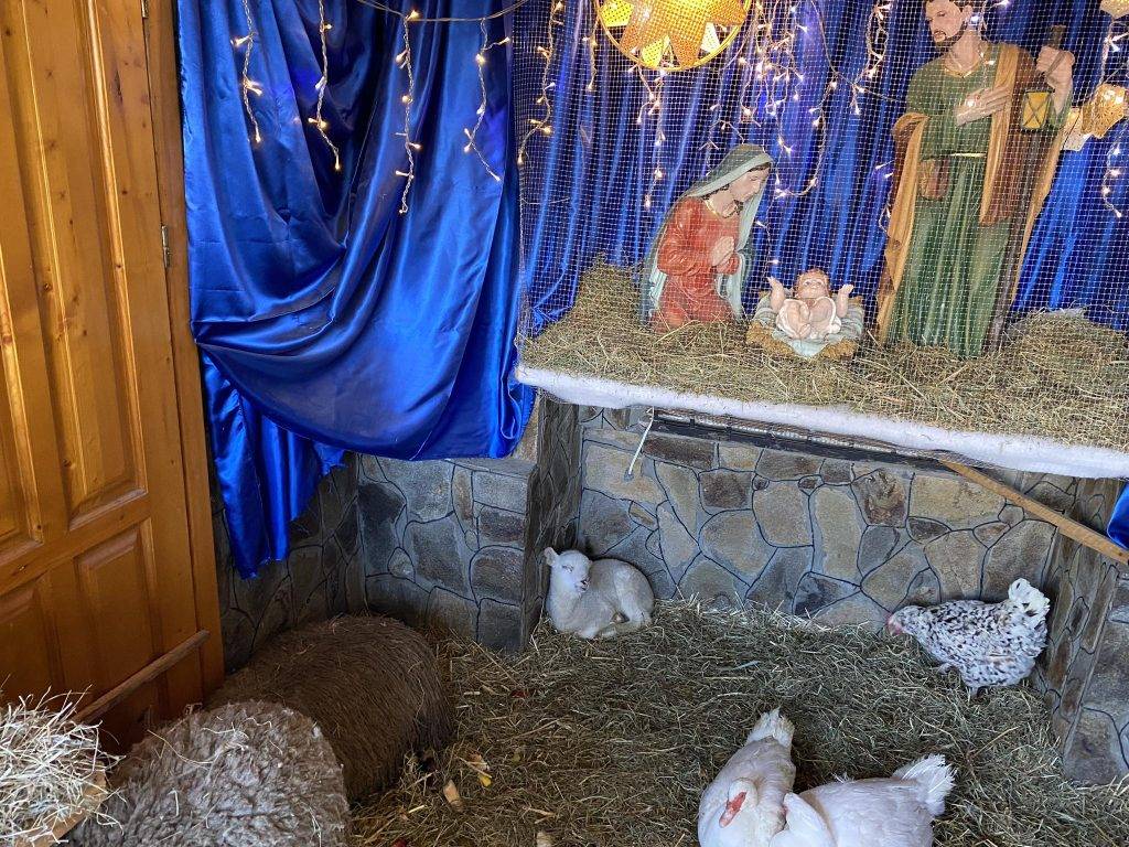У Івано-Франківську облаштували різдвяну шопку з живими тваринами