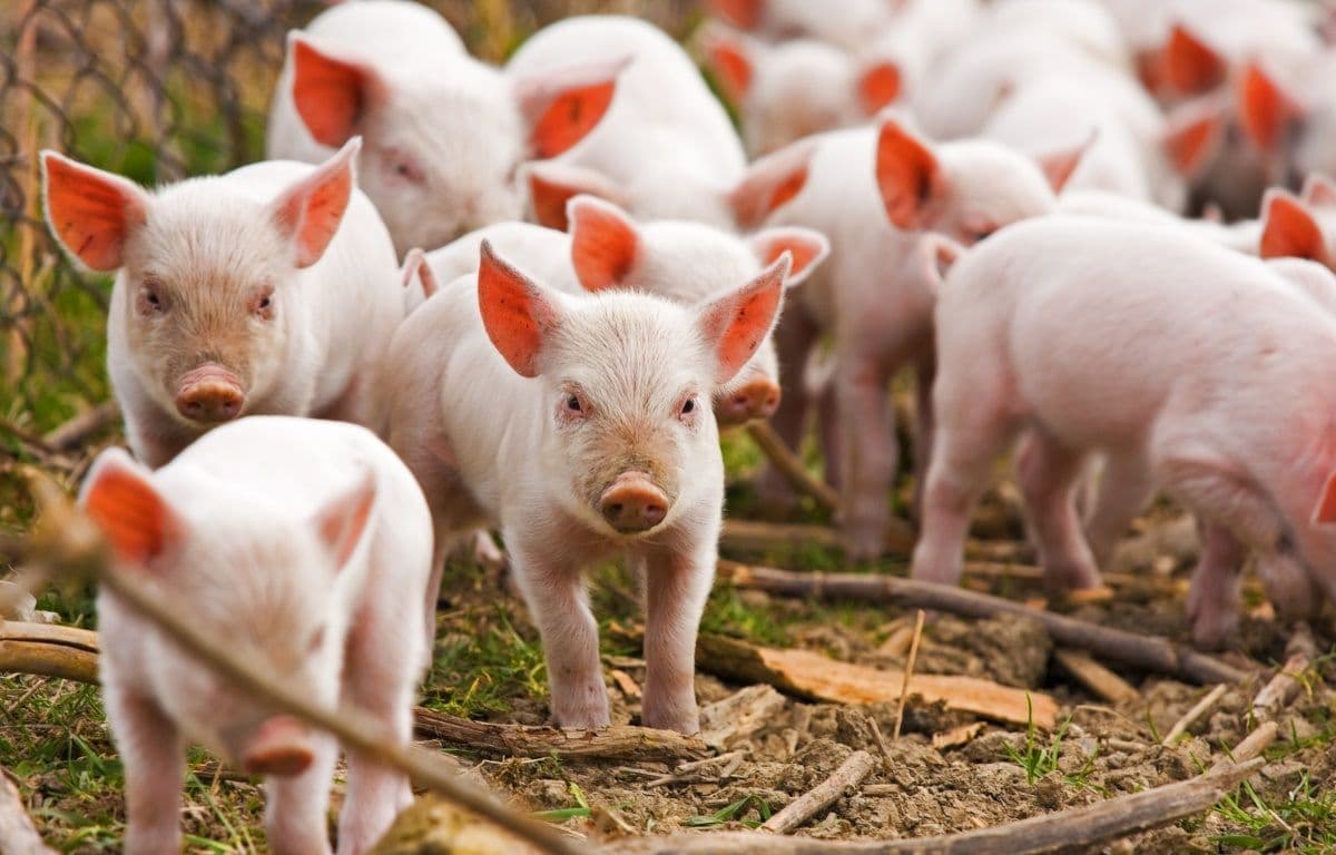 Комбикорм для свиней своими руками, состав корма, как сделать в домашних условиях рецепты