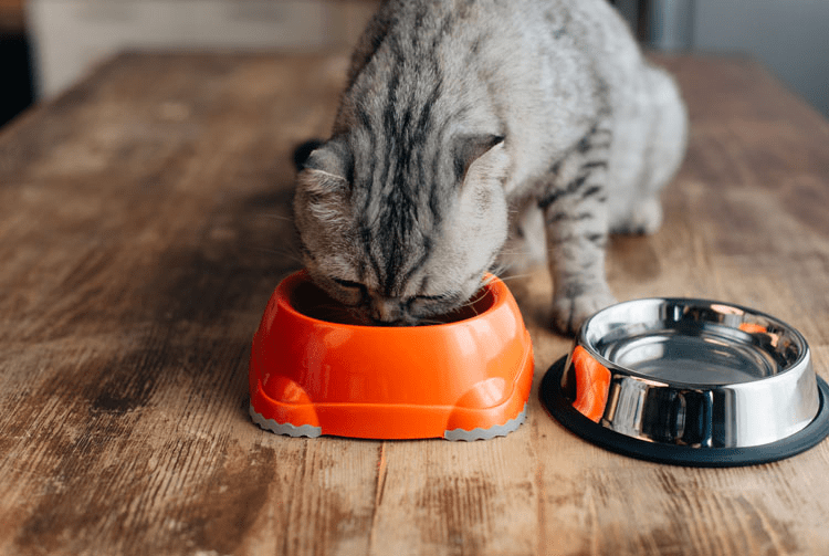 Сухий корм для кішок і котів: здоров'я та смакові враження