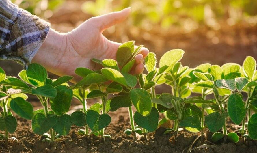 КП «Франківськ АГРО» у 2024 році планує обробити майже 200 га землі
