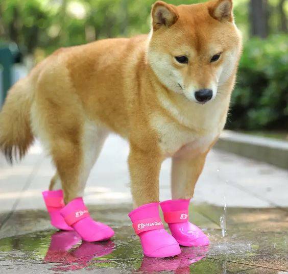 Ботинки для собак: что это — модный аксессуар или забота о здоровье?