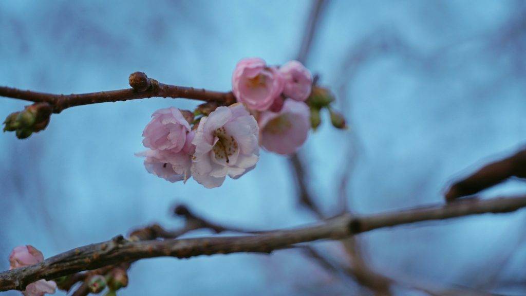 На Закарпатті в мороз зацвіла "шалена" сакура