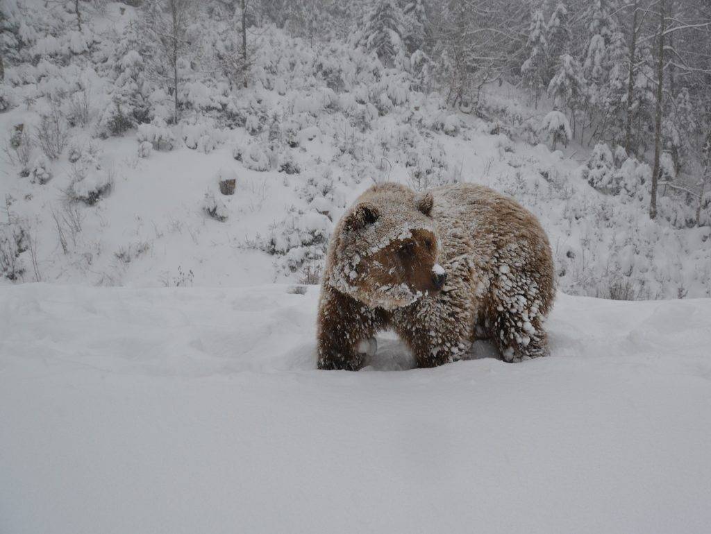 У "Синевирі" з понад 30 ведмедів лише 3 залягли в зимову сплячку