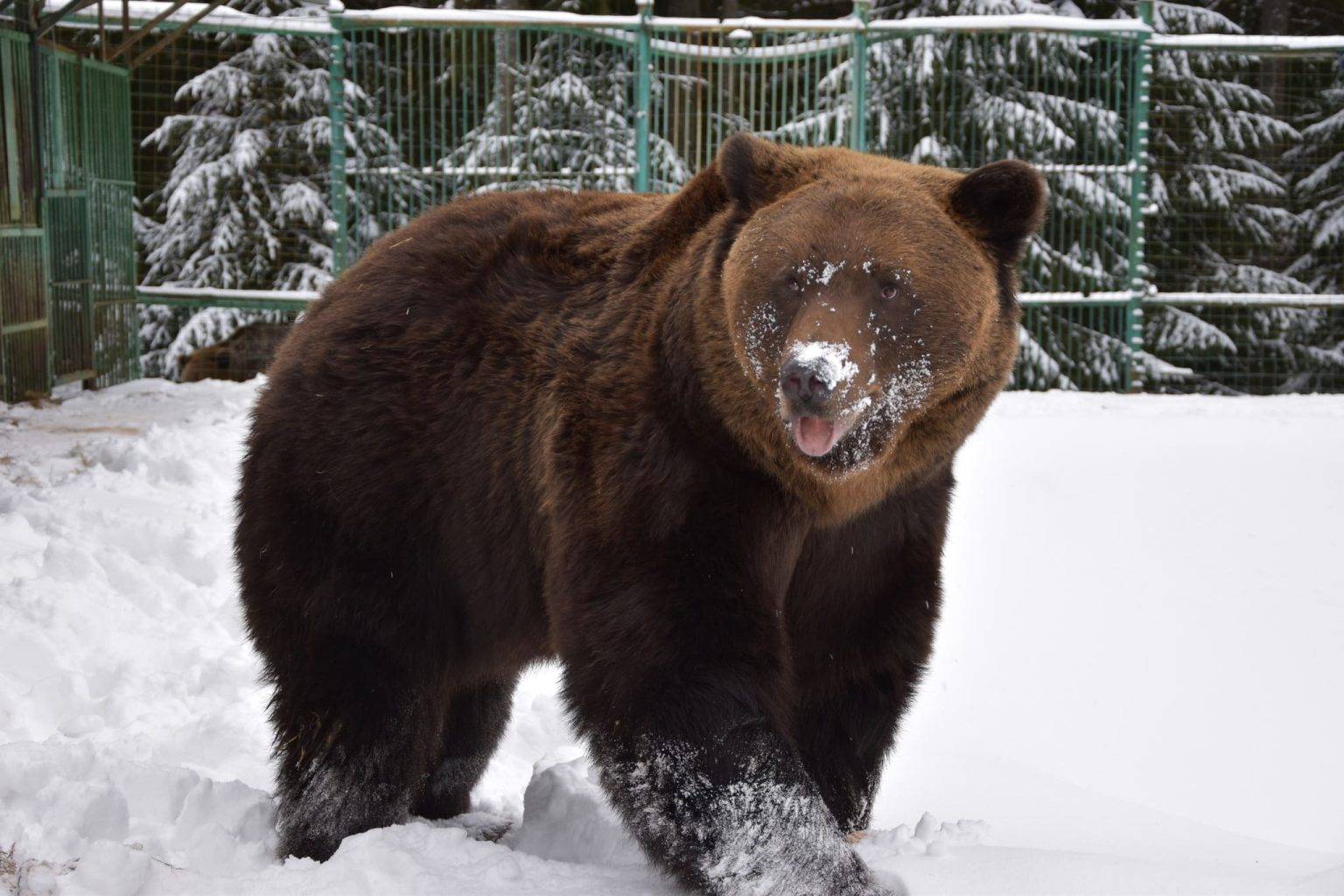 У Карпатах через занадто теплу погоду ведмеді не впадають у сплячку