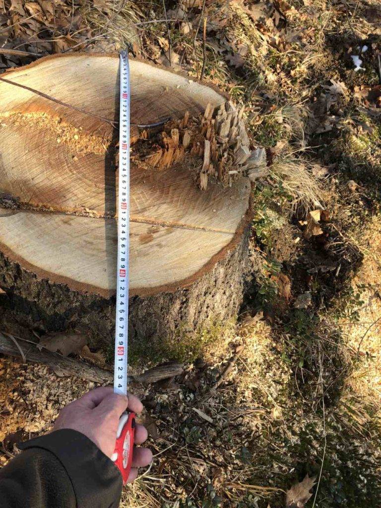 У Витвицькій громаді виявили незаконну рубку лісу. ФОТО