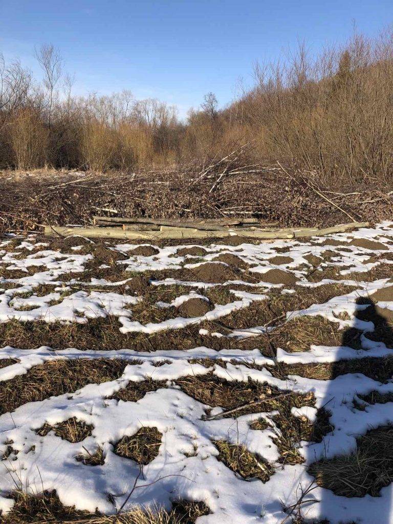 У Витвицькій громаді виявили незаконну рубку лісу. ФОТО