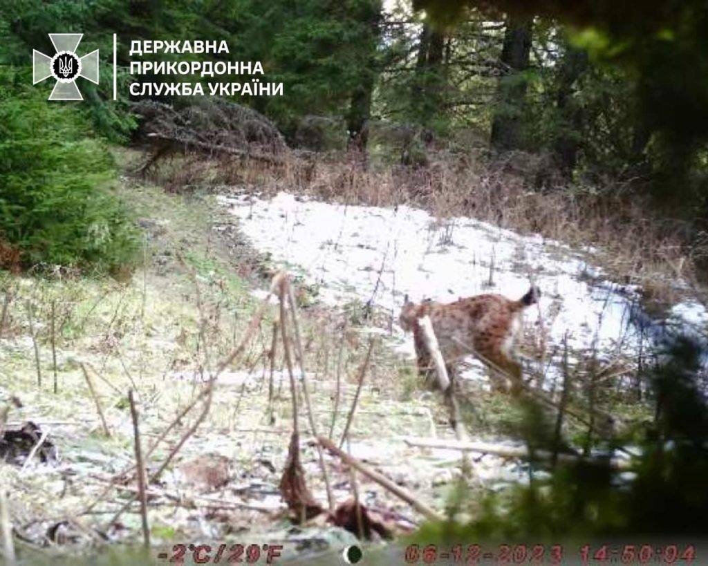 Не стати чиєюсь вечерею,в Карпатах бачили рись,Державна прикордонна служба України