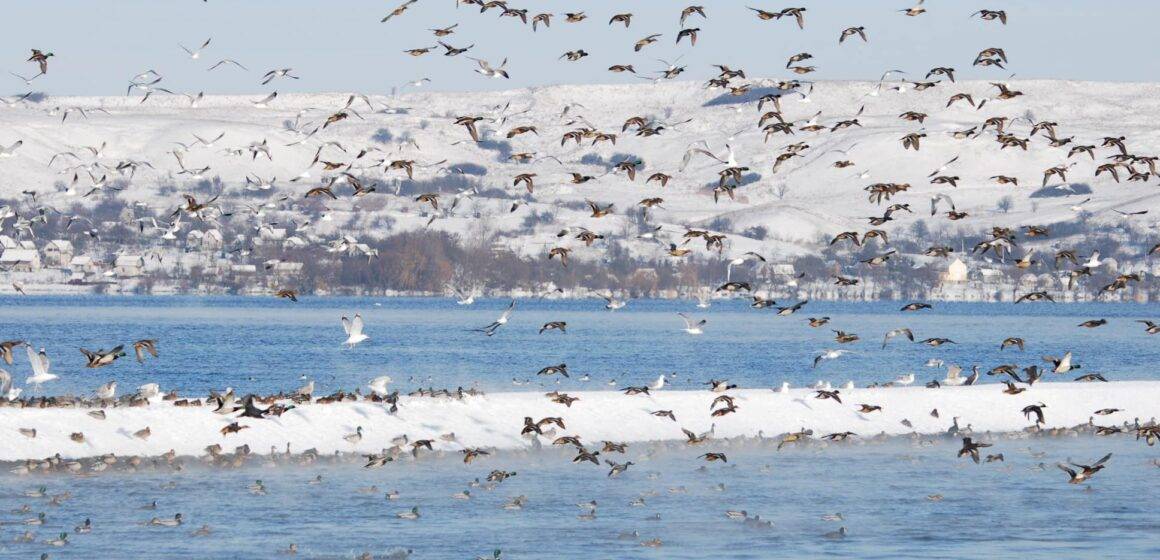 На Бурштинському водосховищі мешкають до сотні видів птахів