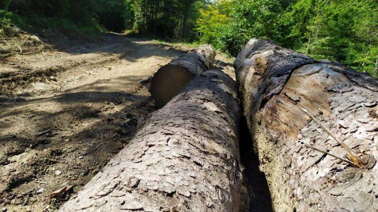 На Прикарпатті нацпарк має сплатити майже 6 мільйонів гривень через незаконну вирубку дерев