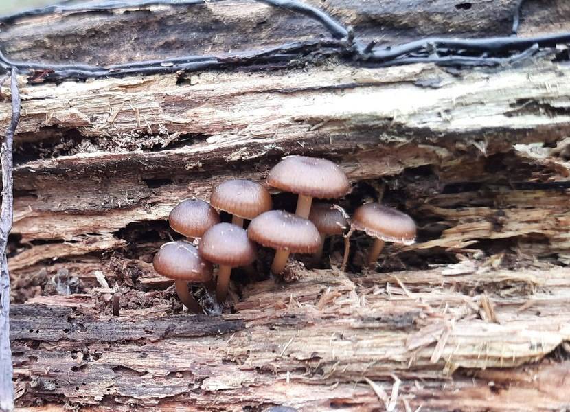 На Прикарпатті знайшли квітневі гриби. ФОТО