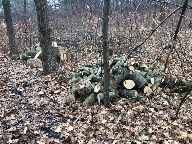 На Коломийщині незаконно вирубали 30 червоних дубів та кленів. ФОТО