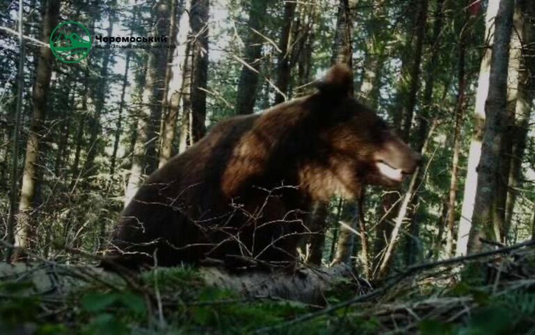 У Карпатах в одному із сіл помітили бурого ведмедя