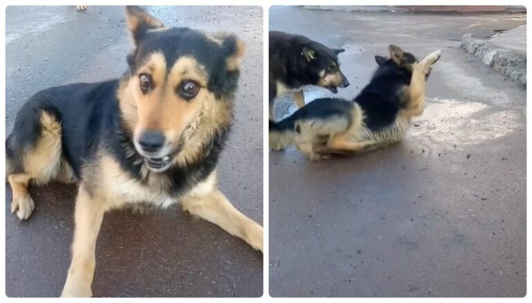 У Болехові в жахливих муках вмирають собаки: поліція розпочала перевірку за фактом ймовірного отруєння