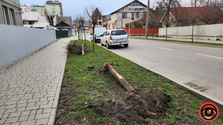 У Коломиї невідомий на авто врізався в дерево і втік з місця ДТП